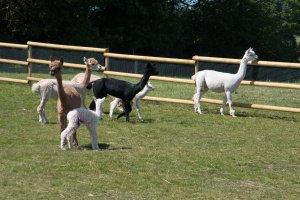 Thorner Alpacas